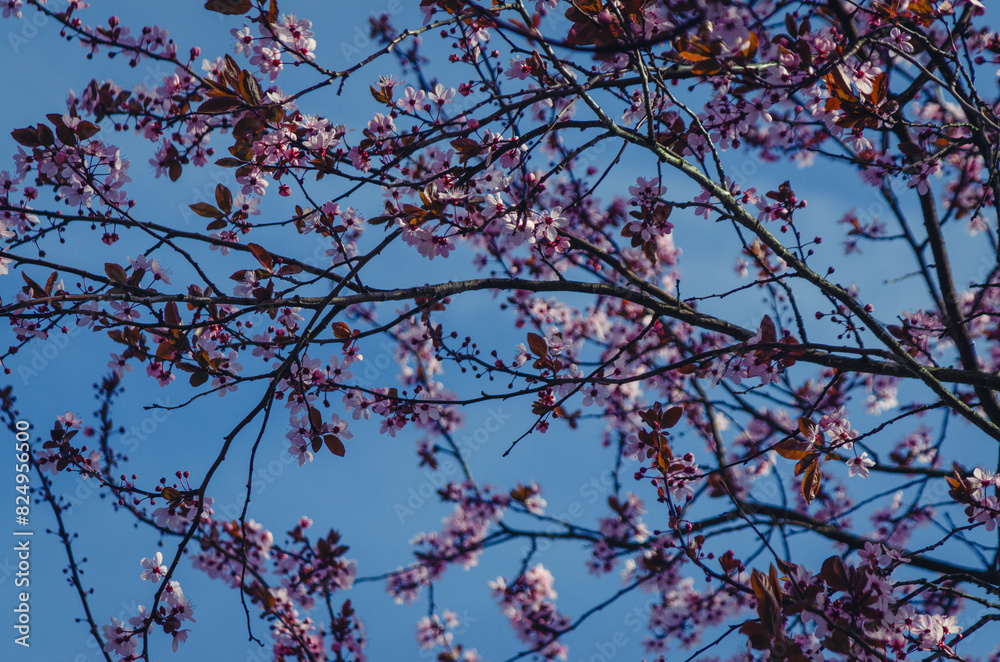 Cherry Blossom. Cherry Blossom.