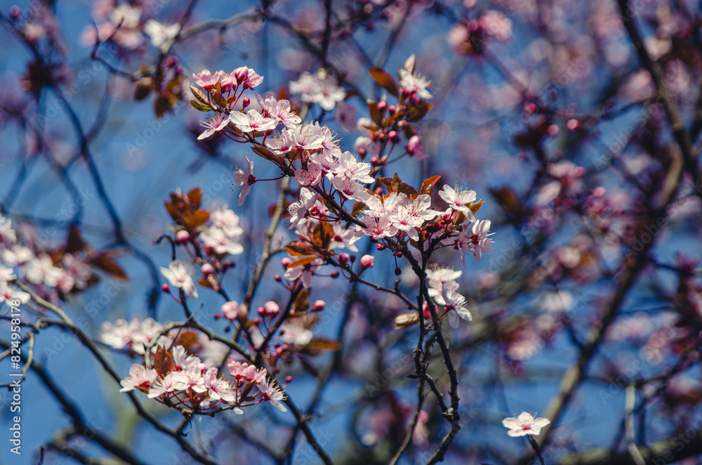 Cherry Blossom. Cherry Blossom.