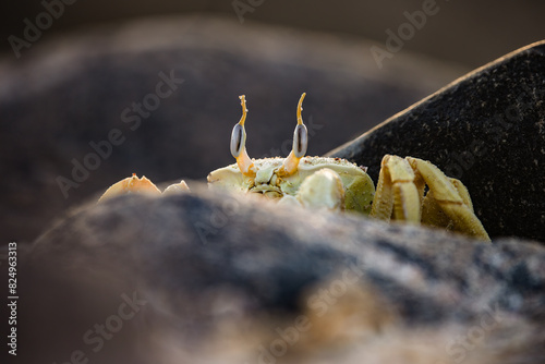 crab behind a rock