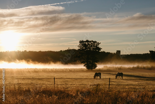 Horses grazing in field under cloudy sky at sunset photo