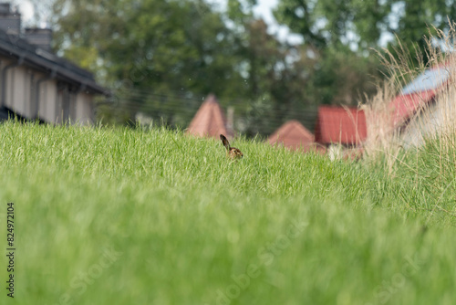 Fototapeta Naklejka Na Ścianę i Meble -  głowa zająca wystaje z zielonego pola w tle budynki domy