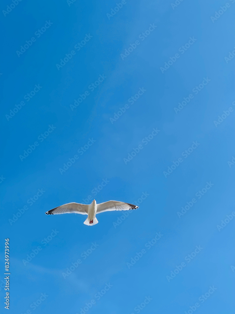 Fototapeta premium Seagull in the Sky