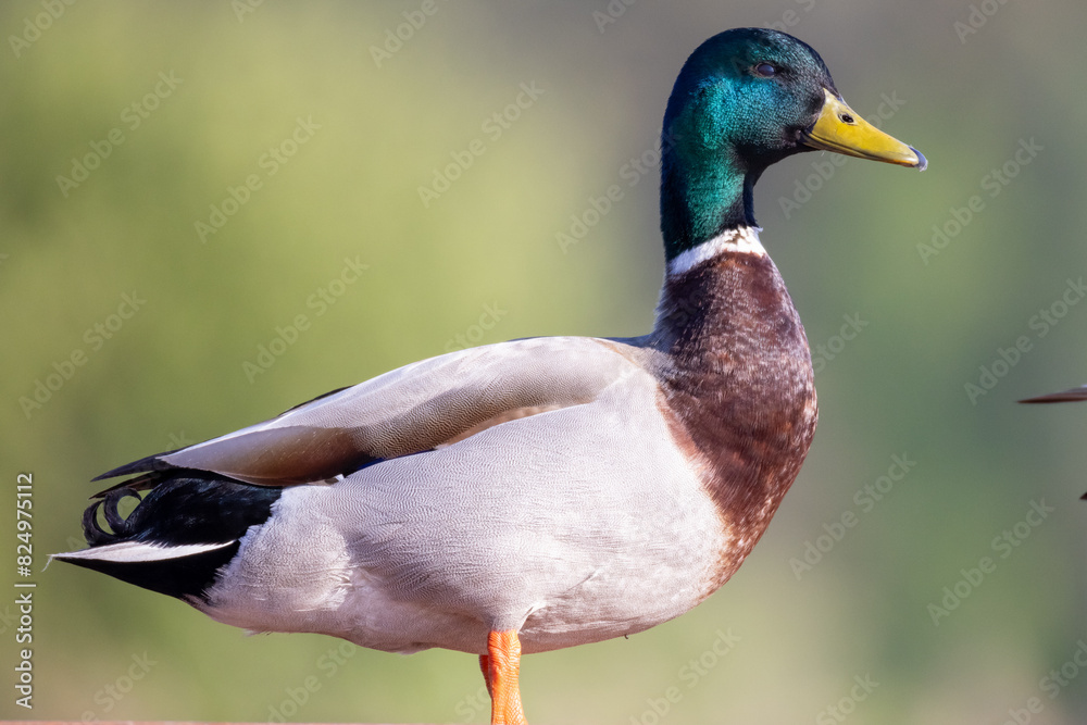 Obraz premium duck in the park