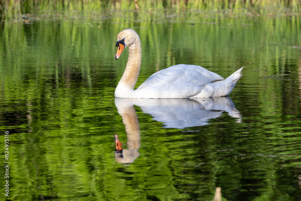 Fototapeta premium swan on the lake