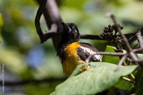 Closeup, yellow Bananaquit (Coereba flaveola) in tree, on the island of Aruba. Mouth open, calling. 
 photo