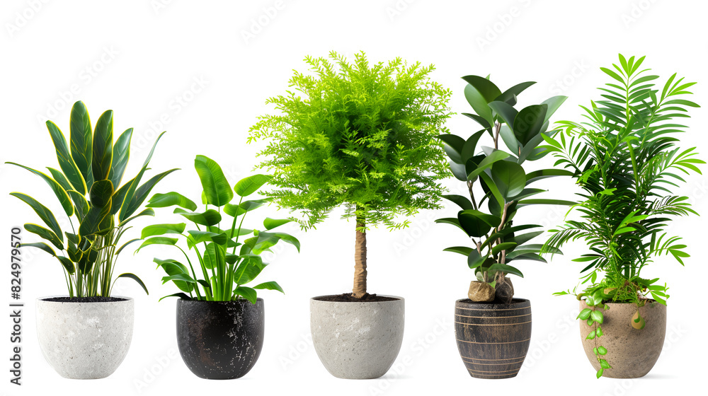 Set of different houseplants in flower pots on white background ,Domestic Foliage Array Houseplants Collection on a White or Clear Surface PNG Transparent Background Set of different houseplants in flower pots on white background ,Domestic Foliage Array Houseplants Collection on a White or Clear Surface PNG Transparent Background