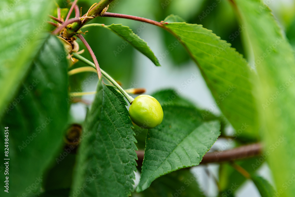 Unripe green cherry berries on a branch in the garden. Unripe green cherry berries on a branch in the garden.