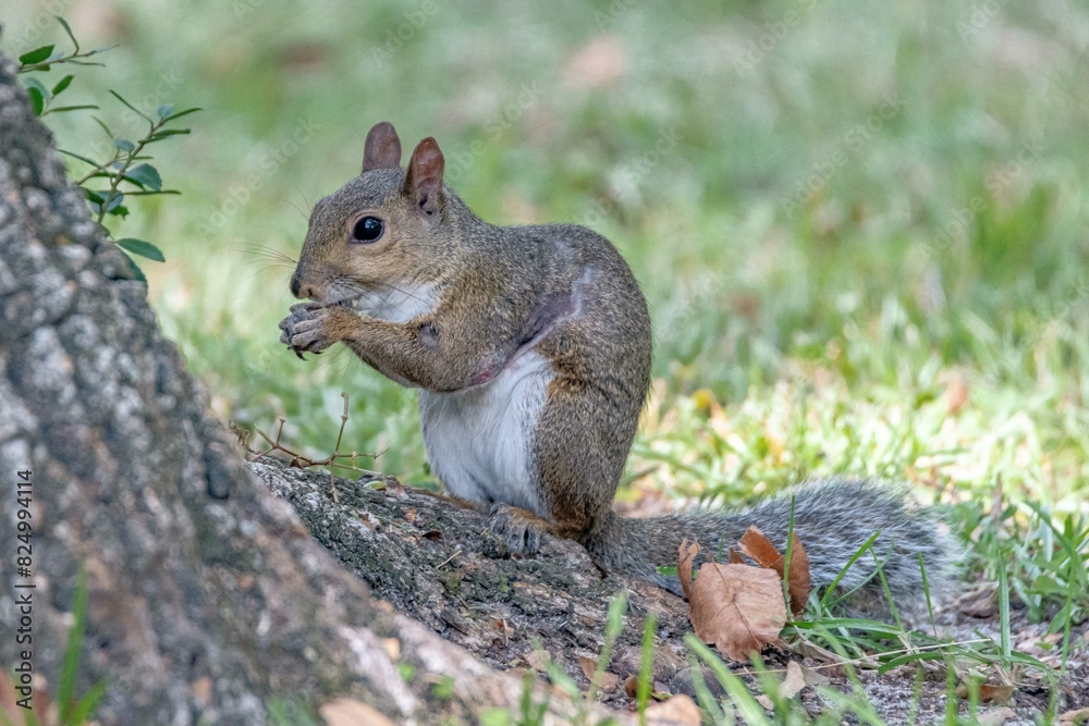 Fototapeta premium Apalachicola, fl