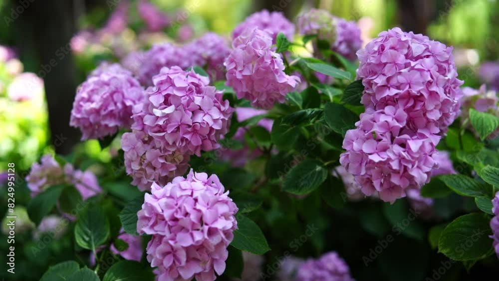 Blooming hydrangea pink close-up. Beautiful large hydrangea macrophyllus flower background. Selective focus. Blooming hydrangea pink close-up. Beautiful large hydrangea macrophyllus flower background. Selective focus.
