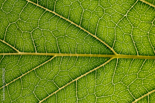 Schilderij op canvas Close up of green leaf,leaf vein texture,background of green leaf,macro photo