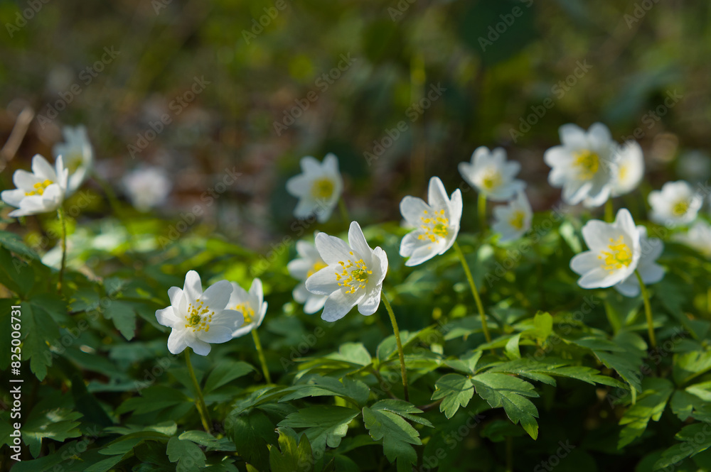 Buschwindröschen (lat.: Anemone nemorosa) wachsen im Wald im Frühling Buschwindröschen (lat.: Anemone nemorosa) wachsen im Wald im Frühling