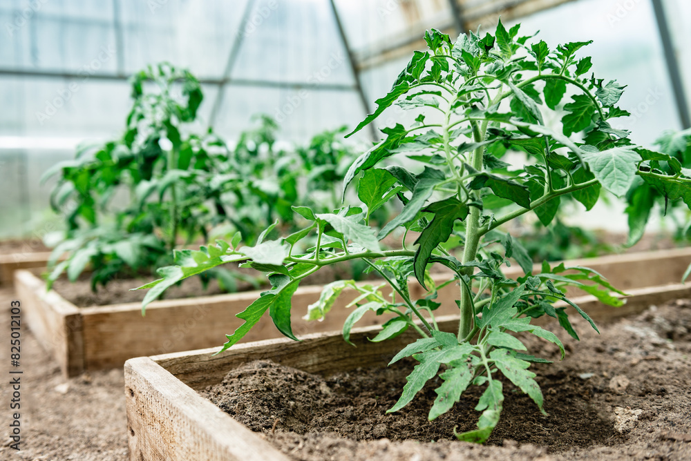 Tomato plants growing in greenhouse. Tomato plants growing in greenhouse.