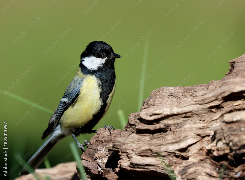 Fototapeta premium Great tit