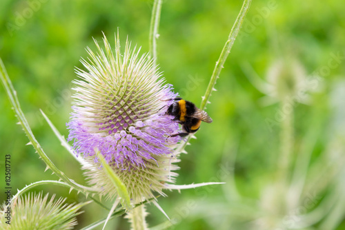 Macro Shot of a Bumblebee on a Purple Thistle Flower