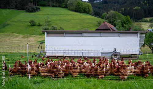 A group ofchicken standing on top of a grass covered field