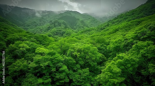 Lush green forest canopy with rolling hills and foggy mountains in the background under a cloudy sky.