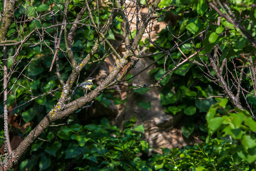 Secret Symphony. The Hidden Beauty of the Eurasian Jay Among Tree Branches. Secret Symphony. The Hidden Beauty of the Eurasian Jay Among Tree Branches.