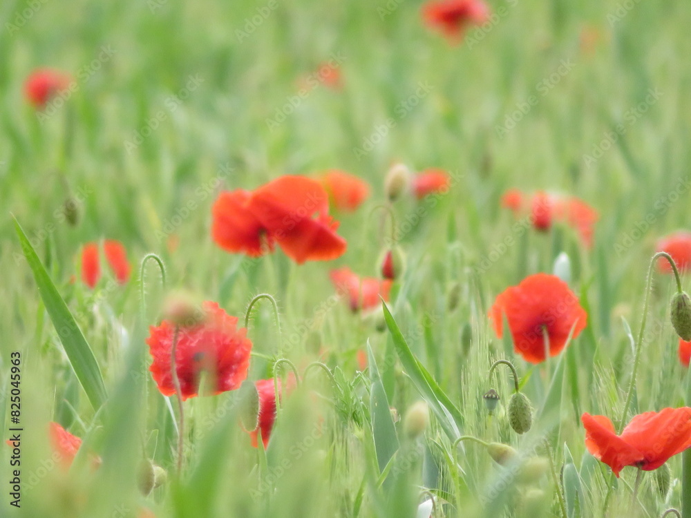 Mohnblumen Mohnblumen