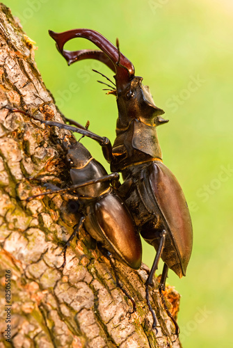 Pair of mating stag beetles on the tree. Majestic male stag beetle, Lucanus Cervus (European stag beetle), dominating over female stag beetle on the tree © Ivan
