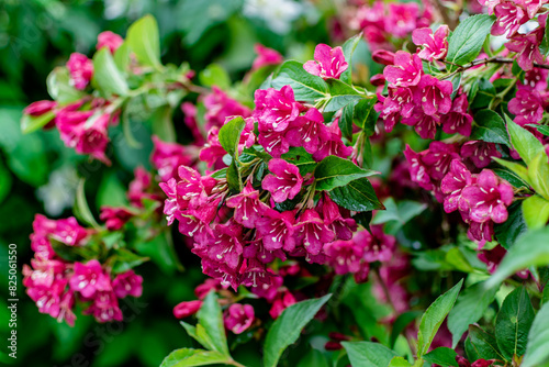 Weigela florida bristol ruby, flowers, caprifoliaceae
