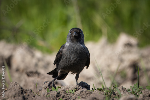 Western jackdaw stands on the ground and looks toward the camera lens with a green background on a sunny spring day.	