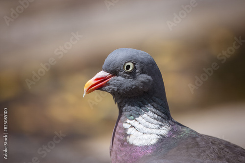 Close-up common wood pigeon portrait with a grey-brown background on a sunny spring day.  photo