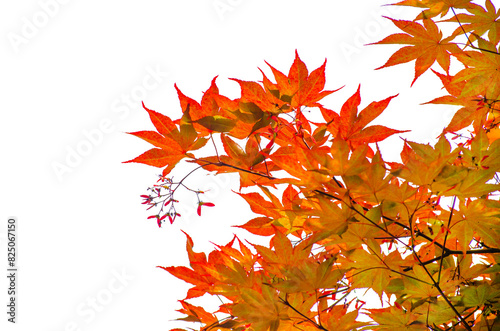 Red maple tree leaves isolate on transparent background.