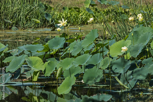 Obraz na płótnie Group of American Lotus plants in the swamp at the Brazos Bend State Park, Texas, USA