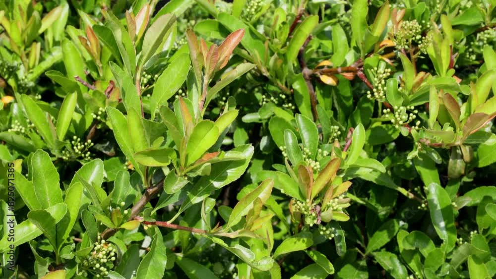 The green leaves of the Holly Cassin shrub create a beautiful and bright background that can be used in the concept of landscaping urban parks and surrounding areas The green leaves of the Holly Cassin shrub create a beautiful and bright background that can be used in the concept of landscaping urban parks and surrounding areas