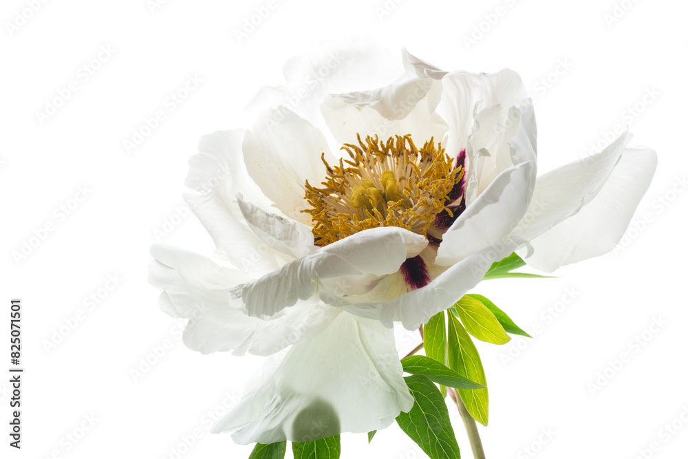 Obraz premium White tree peony flower, isolated on white background