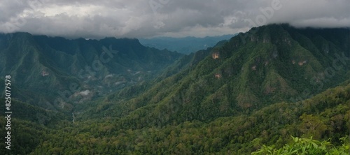 Amazing wild nature view of layer of mountain forest