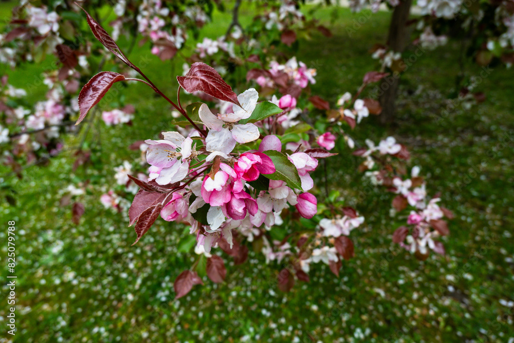 Fototapeta premium Flowering flower and bud on apple tree in garden, spring.