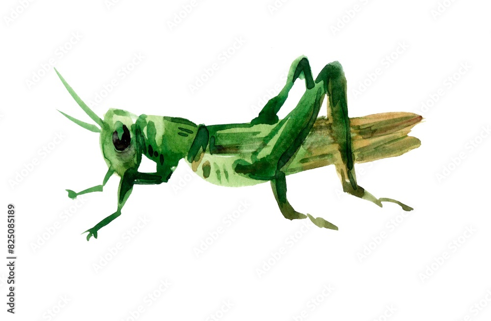 Fototapeta premium Vivid watercolor illustration of a green grasshopper on a white background