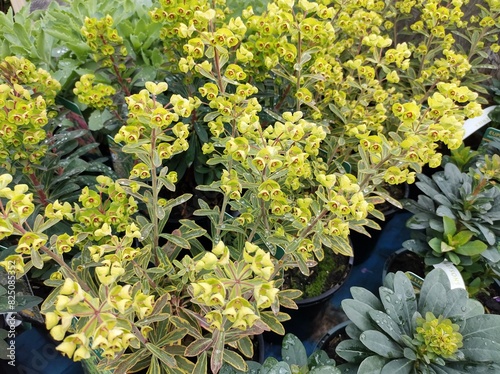 Cuadro en lienzo Euphorbia x martinii 'Ascot Rainbow'
