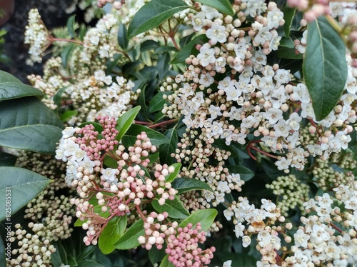 Foto Viburnum tinus 'Eve Price'