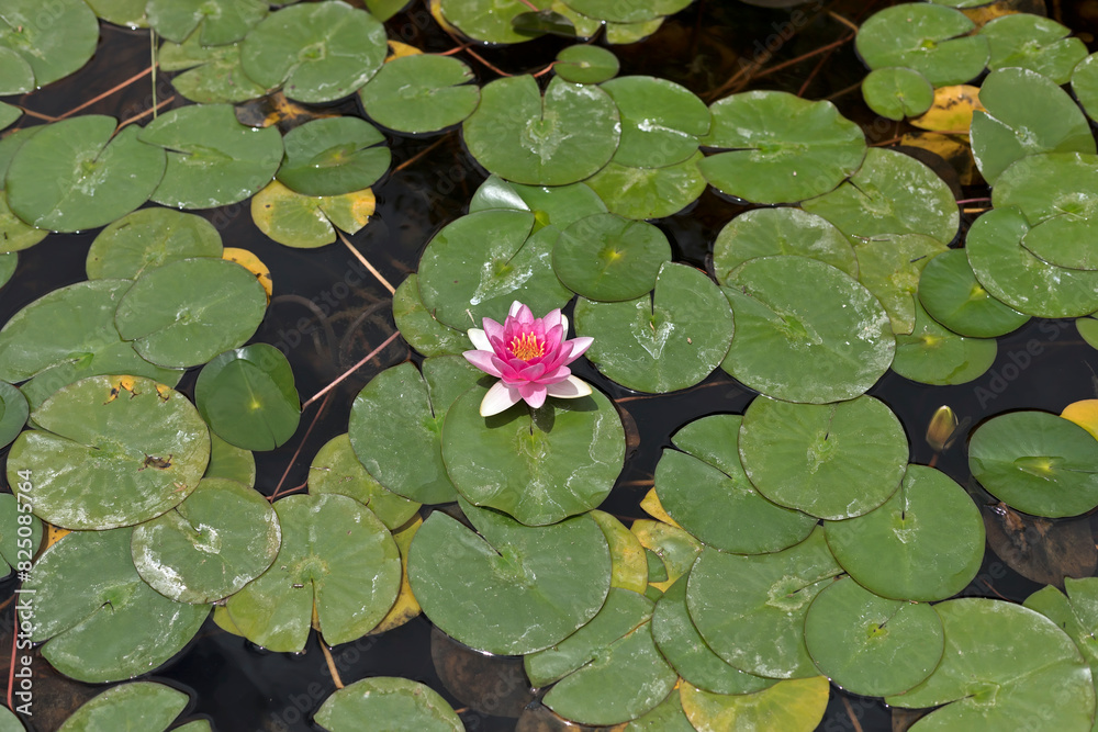 Aquatic plant Water lily, known as Nymphaea, cultivated as ornamental plant in the pond.
New Mexico, USA. Aquatic plant Water lily, known as Nymphaea, cultivated as ornamental plant in the pond.
New Mexico, USA.