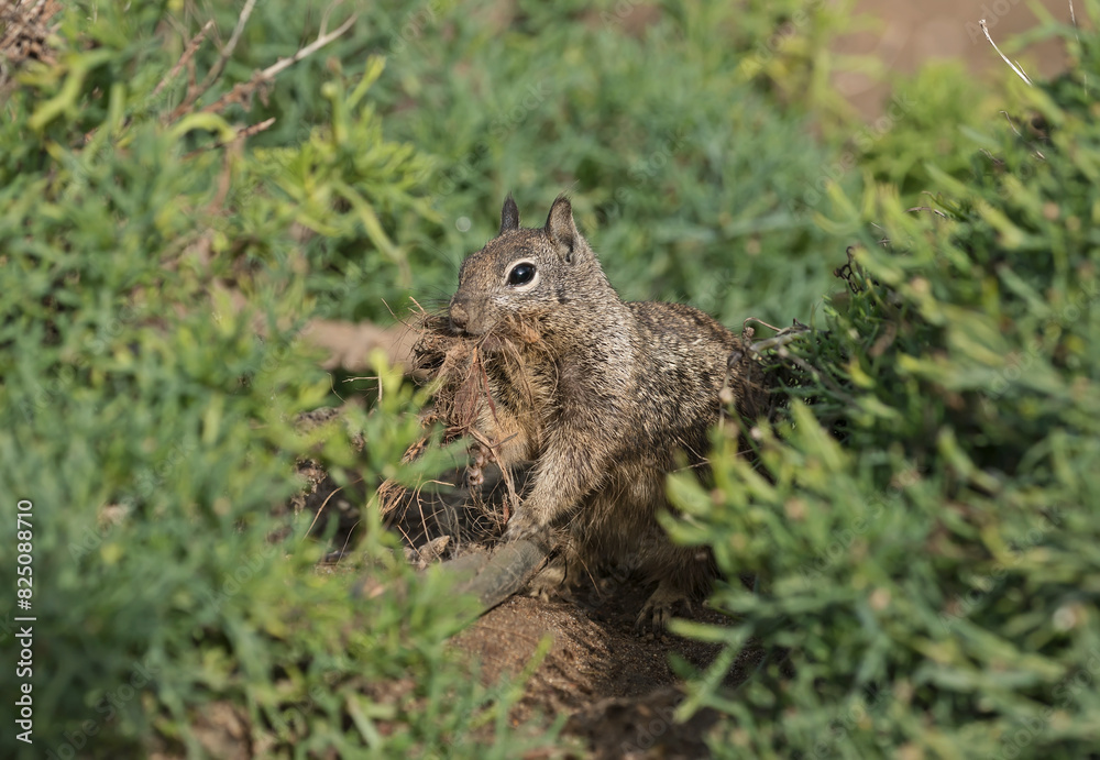 California ground squirrel drags building material into a burrow.
La Jolla near San Diego, California. California ground squirrel drags building material into a burrow.
La Jolla near San Diego, California.