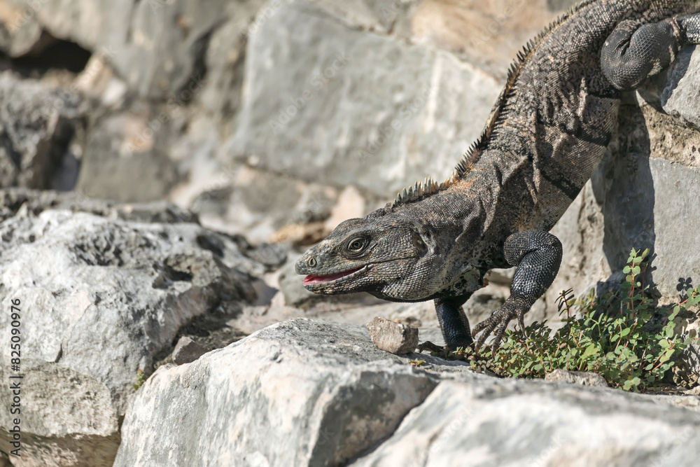 Black spiny tailed iguana with an open mouth walks among the Tulum ruins. This lizard is native to Mexico and Central America. Black spiny tailed iguana with an open mouth walks among the Tulum ruins. This lizard is native to Mexico and Central America.