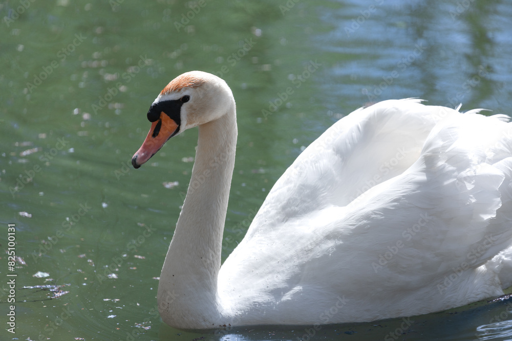 White Swan on lake, side view very close-up White Swan on lake, side view very close-up
