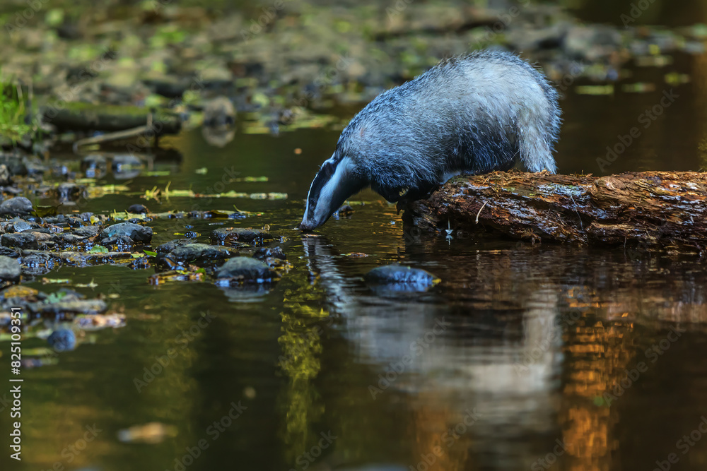 Fototapeta premium European badger (Meles meles) wants to drink in the woods