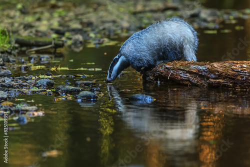 European badger (Meles meles) wants to drink in the woods
