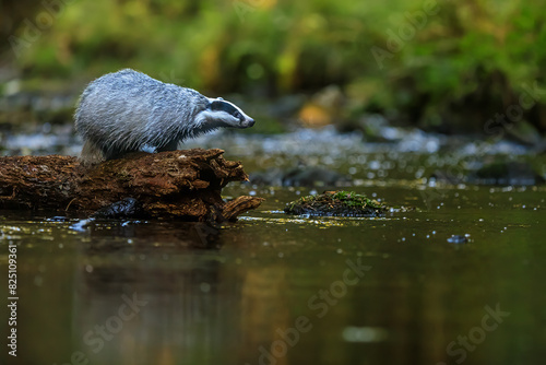 European badger (Meles meles) is above a stream in the woods on a log