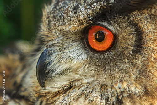 male Eurasian eagle-owl (Bubo bubo) close-up portrait detail of the eye