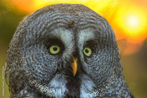 The great grey owl (Strix nebulosa) portrait with backlight