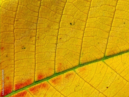 Yellow leaf texture makro as background