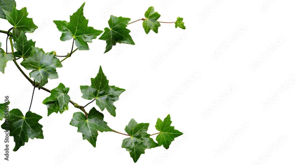 A close-up view of a branch from a tree, filled with lush green leaves under natural sunlight A close-up view of a branch from a tree, filled with lush green leaves under natural sunlight