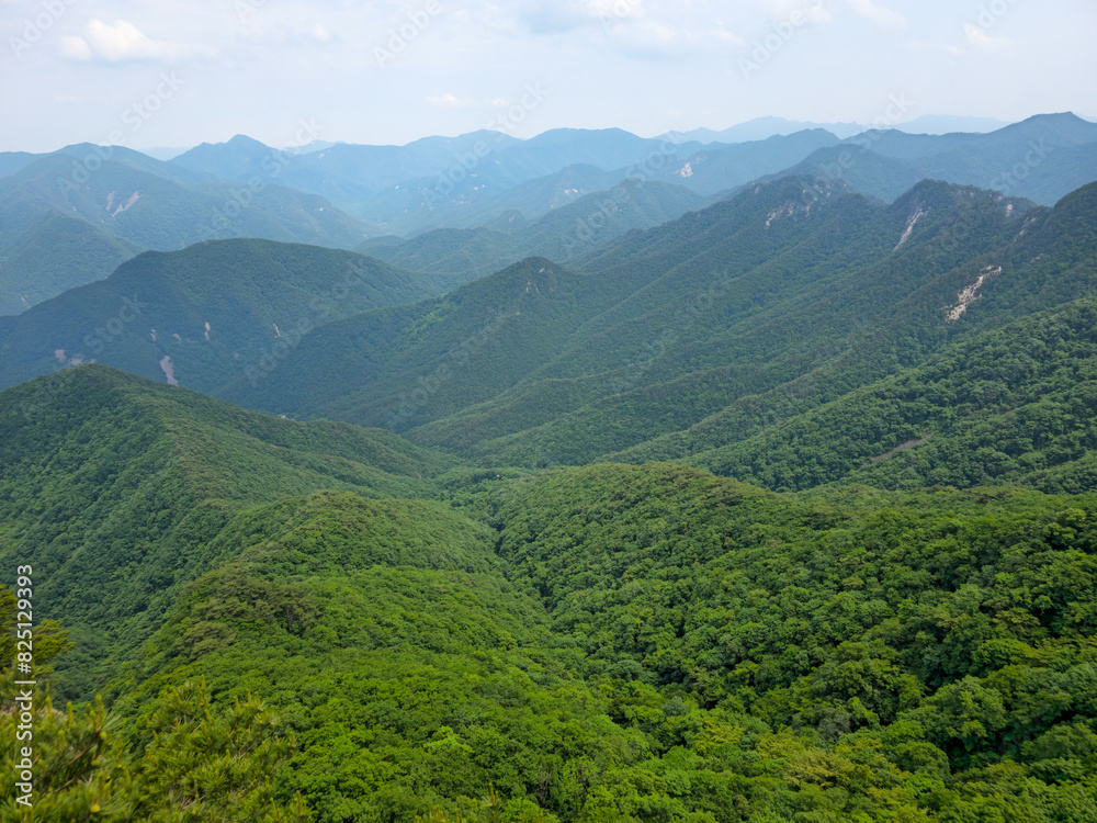 A lush green forest with a mountain range in the background. The trees are tall and dense, creating a serene and peaceful atmosphere. The sky is clear and blue A lush green forest with a mountain range in the background. The trees are tall and dense, creating a serene and peaceful atmosphere. The sky is clear and blue