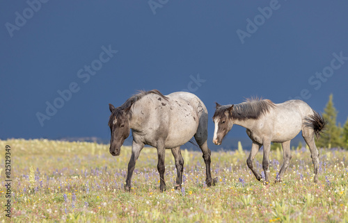 Wild Horses in the Pryor Mountains Montana in Summer © natureguy