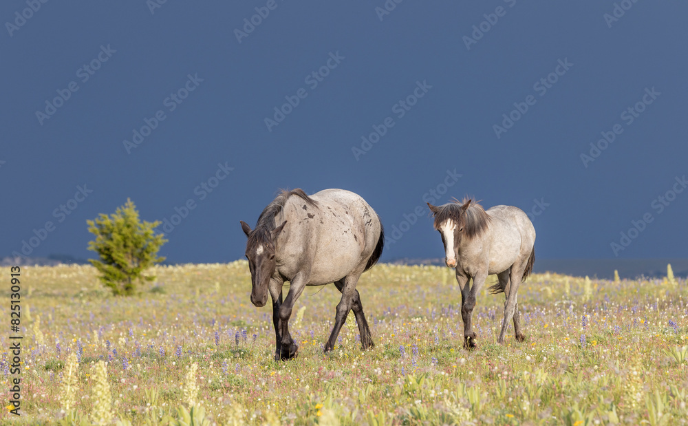 Wild Horses in the Pryor Mountains Montana in Summer Wild Horses in the Pryor Mountains Montana in Summer