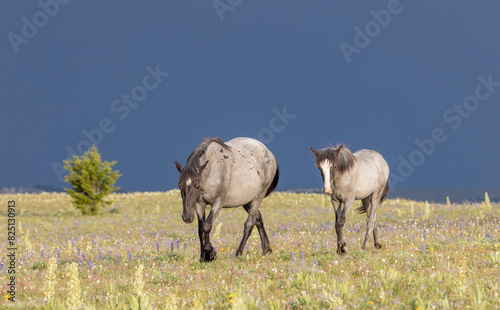 Fototapeta Naklejka Na Ścianę i Meble -  Wild Horses in the Pryor Mountains Montana in Summer